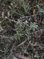 Ambrosia psilostachya