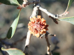 Burnettweldia corallina