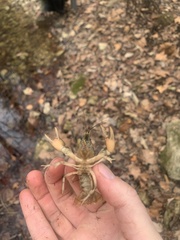 Cambarus girardianus