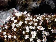 Epilobium macropus
