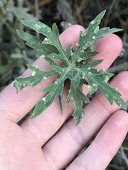 Ambrosia psilostachya