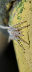 Araneidae