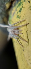 Araneidae