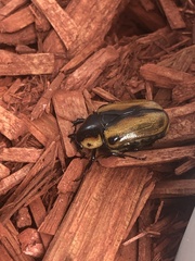 Chondropyga dorsalis