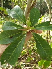 Planchonella pohlmaniana