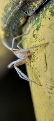 Araneidae