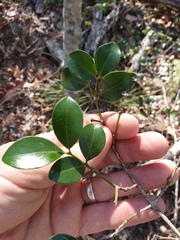 Psydrax odorata buxifolia