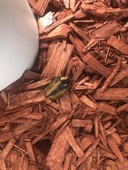 Chondropyga dorsalis