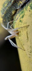 Araneidae
