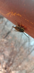 Vespula flaviceps