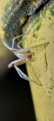 Araneidae