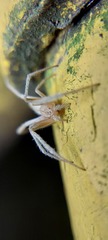 Araneidae
