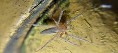 Araneidae