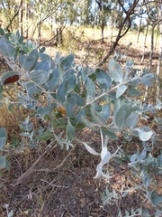 Acacia podalyriifolia