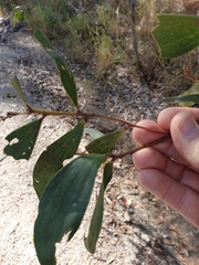 Acacia leiocalyx