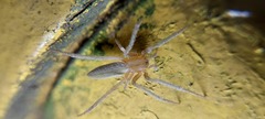 Araneidae