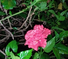 Hibiscus rosa-sinensis