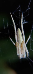 Araneidae