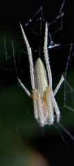 Araneidae