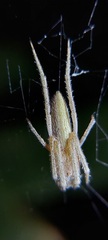 Araneidae