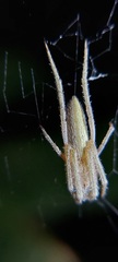 Araneidae