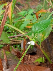 Heliotropium angiospermum