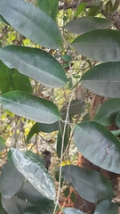 Ficus tinctoria
