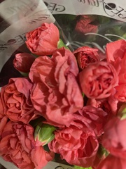 Dianthus caryophyllus