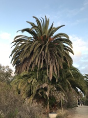 Phoenix canariensis