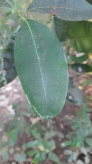 Ficus tinctoria