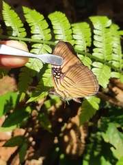 Adelpha mesentina