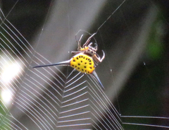 Gasteracanthinae