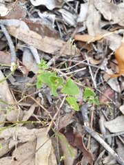 Chenopodium robertianum