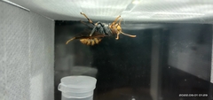 Polistes rothneyi