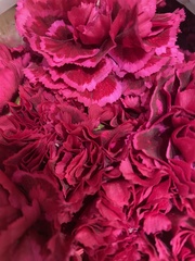 Dianthus caryophyllus