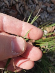 Lomandra multiflora