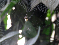 Gasteracanthinae