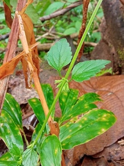 Heliotropium angiospermum