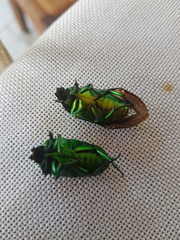 Ischiopsopha wallacei