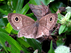 Ypthima huebneri