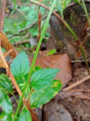 Heliotropium angiospermum