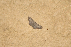 Cyclophora nanaria