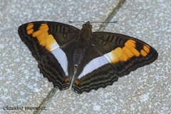Adelpha thesprotia