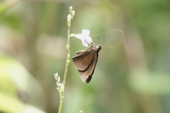 Ancistroides nigrita