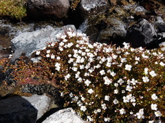 Epilobium macropus