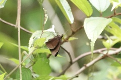 Ancistroides nigrita