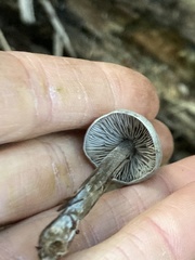 Tephrocybe rancida