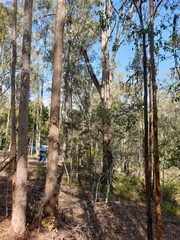 Eucalyptus moluccana