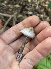 Tephrocybe rancida