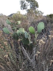 Opuntia oricola